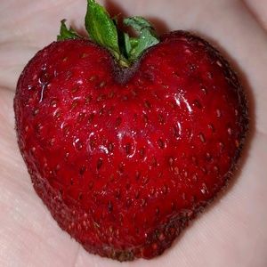 Meet your Posher, Avelina